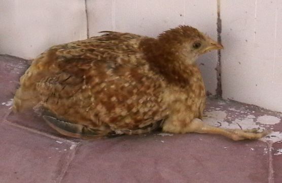 Kaki terentang ke depan dan belakang — kelumpuhan khas Marek