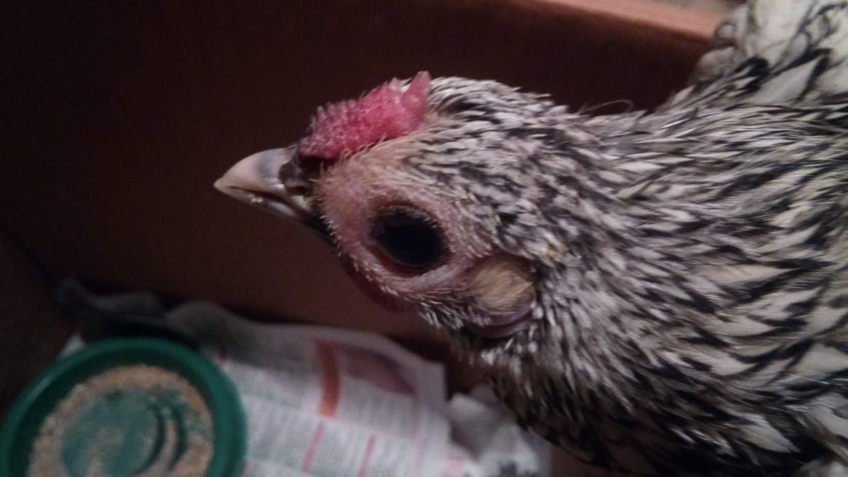 Pembengkakan sinus di bawah mata ("kepala burung hantu")