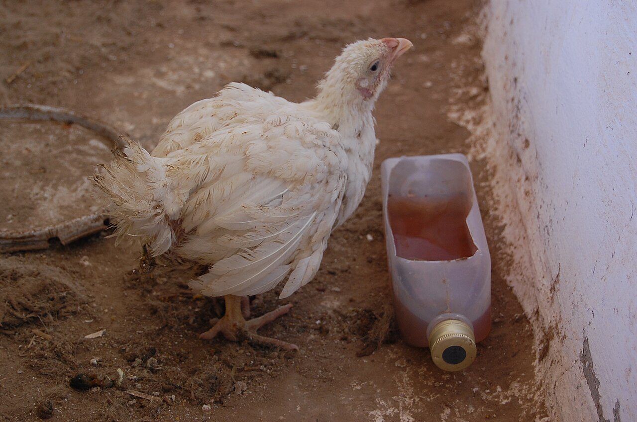 Ayam lesu dan bulu kusut pada kolibasilosis