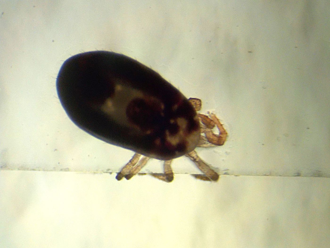 Tungau merah Dermanyssus gallinae (mikroskop)